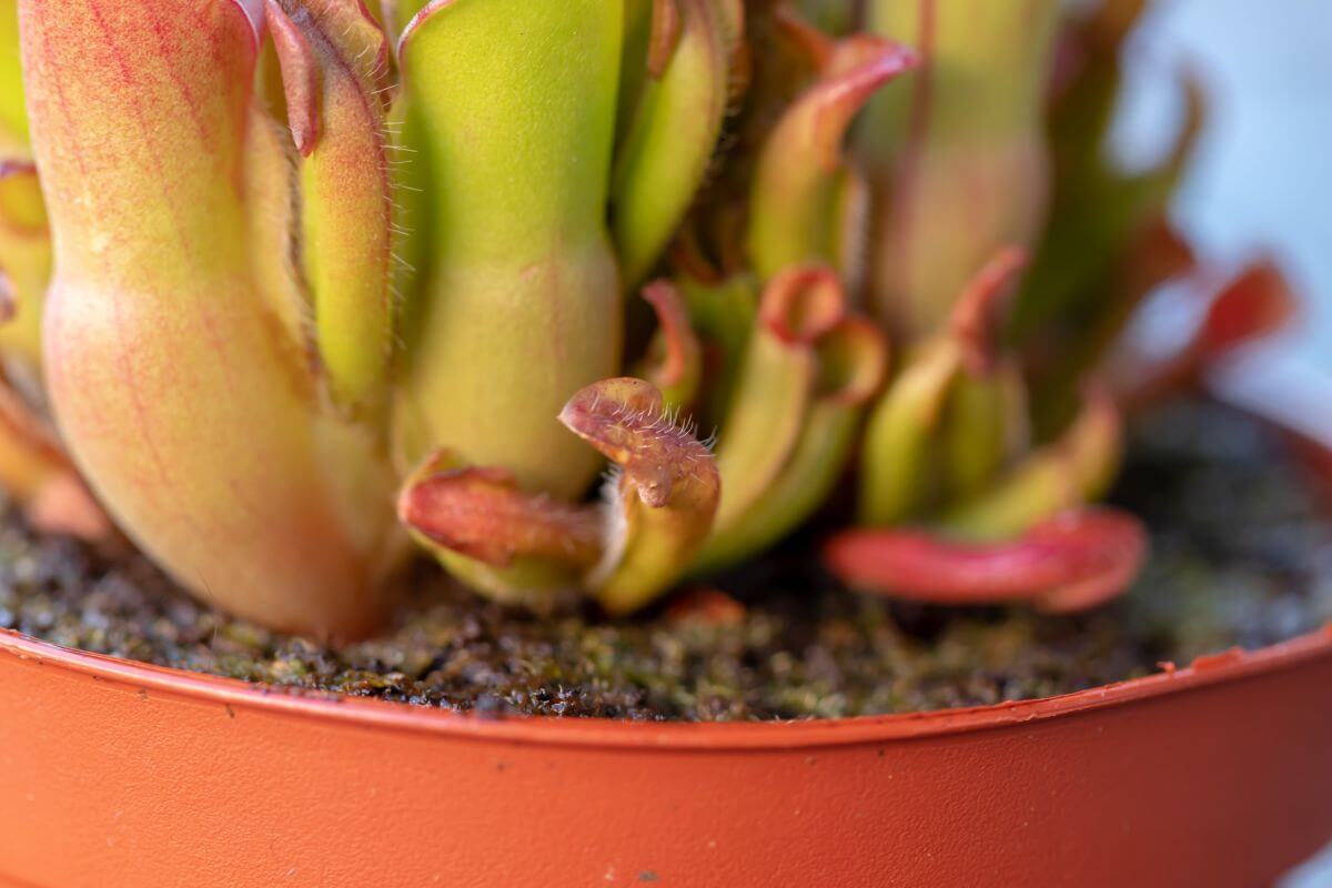 Close-up of a carnivorous pitcher plant in a red pot with pitcher-like structures emerging from mossy soil.