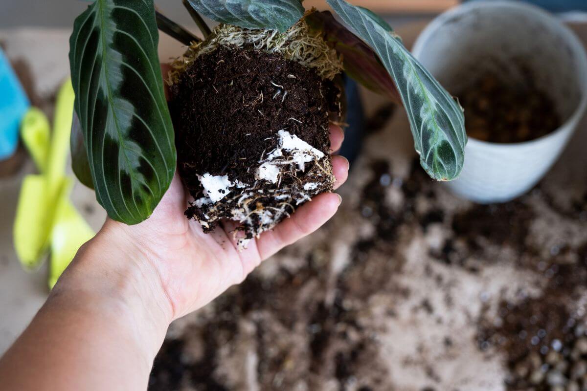 A close-up of a hand holding a potted prayer plant with roots exposed.