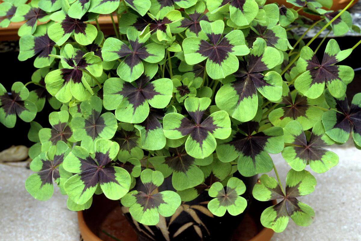 A lush pot of shamrock plants with vibrant green leaves and dark purple markings in the center.