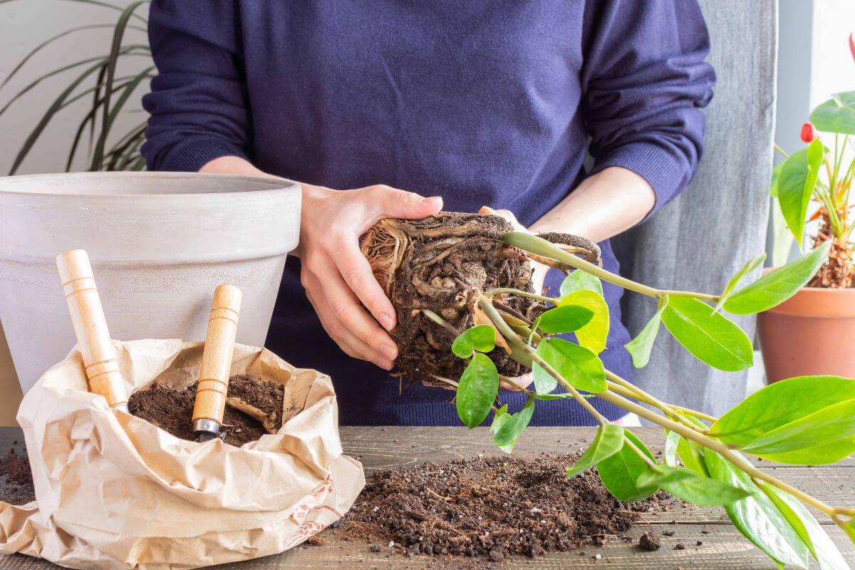 A person wearing a dark blue sweater is repotting a green leafy ZZ plant.