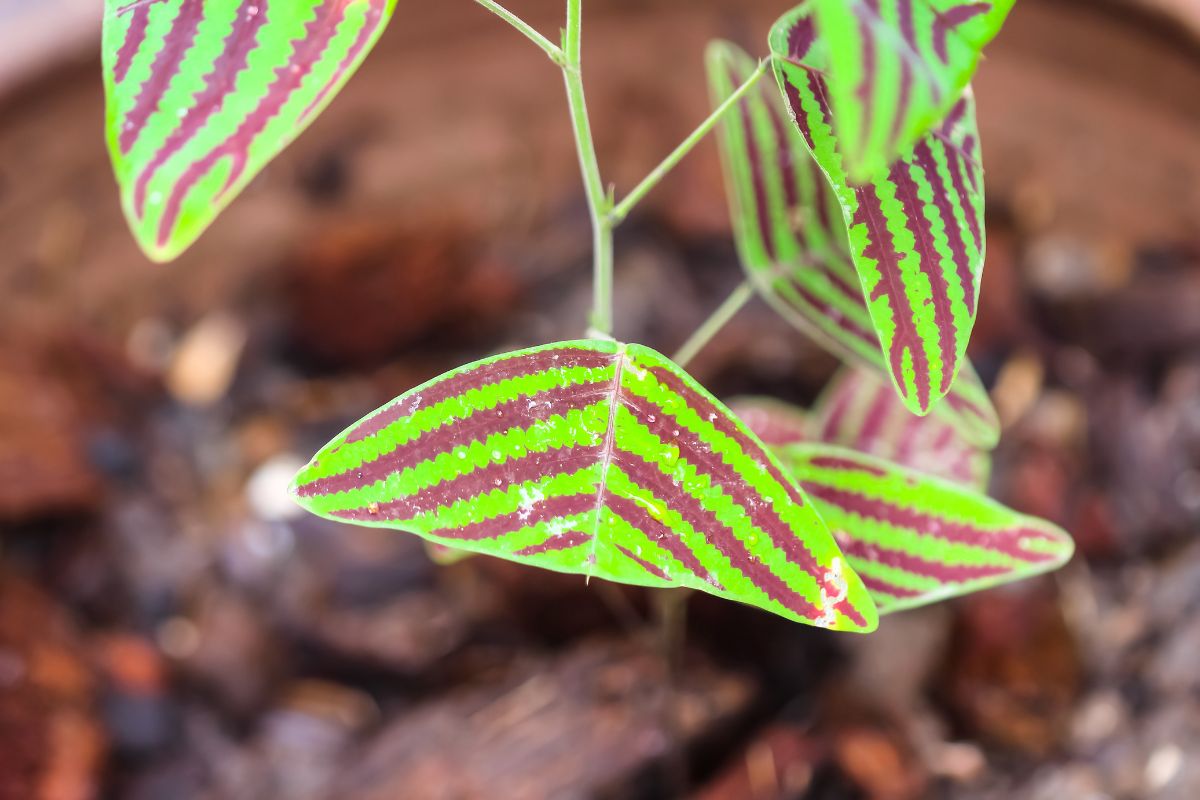 Close-up of a swallowtail plant with vibrant green leaves featuring distinct red stripes, creating a striking pattern.