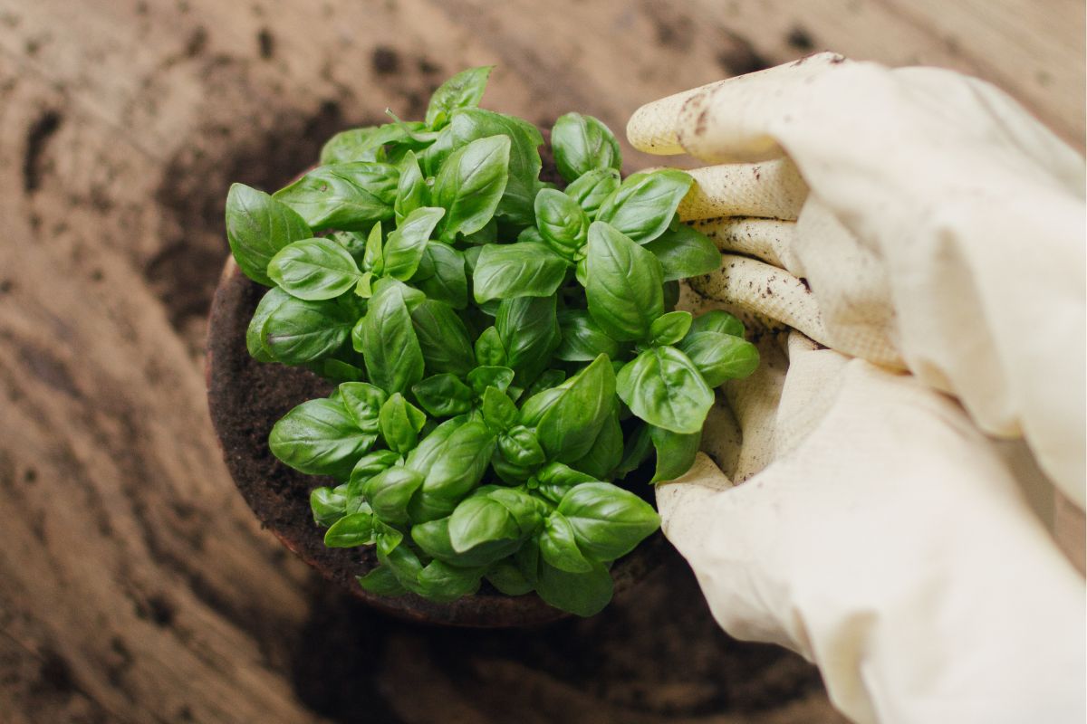 A person wearing white gardening gloves transplants a small potted basil plant from their AeroGarden. 