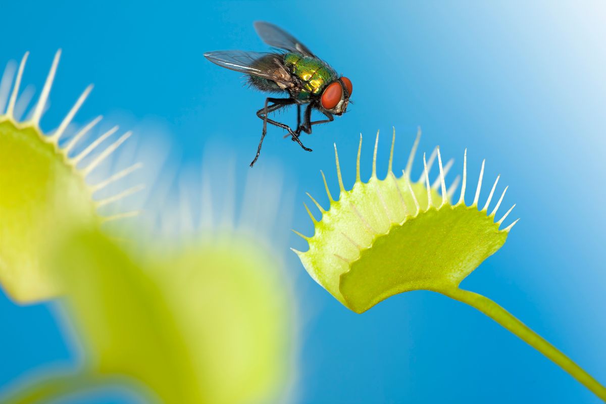 A close-up image shows a housefly approaching the open trap of a Venus flytrap plant.