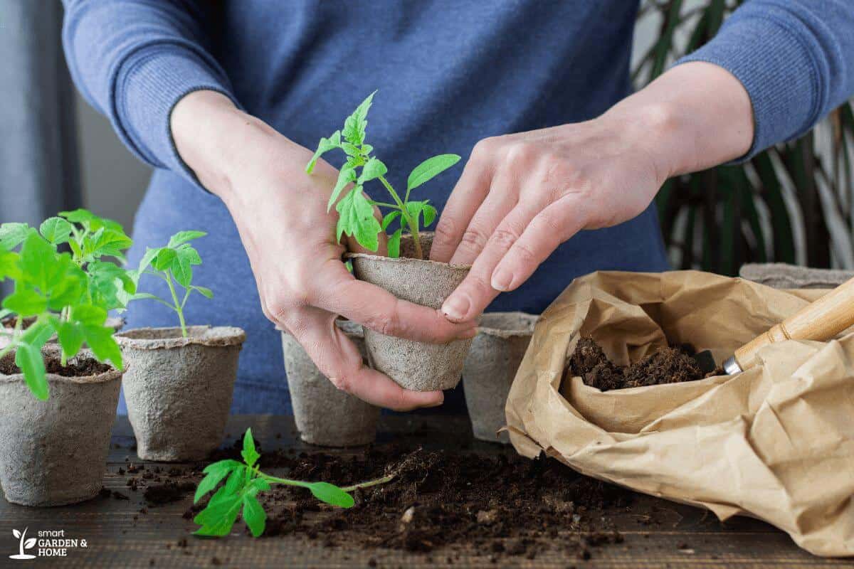 Putting Hole on Soil for Pot Plant