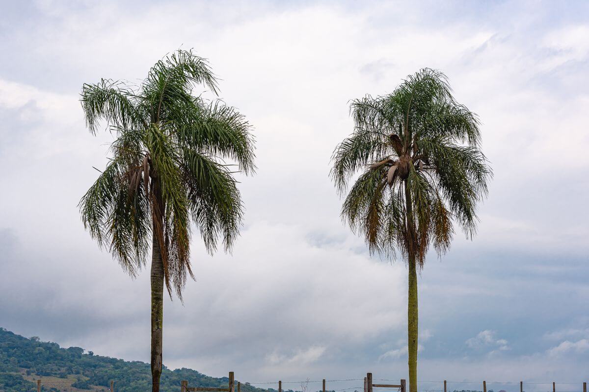 Two tall, slender queen palm trees with slightly drooping fronds stand against a partly cloudy sky.