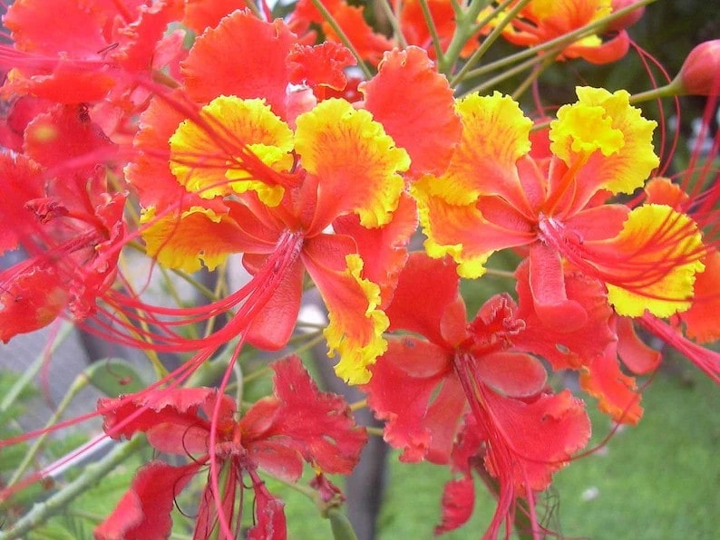 Vibrant red bird of paradise flowers with bright red petals transitioning into yellow edges. The flowers have long, slender red stamens that extend outward. 