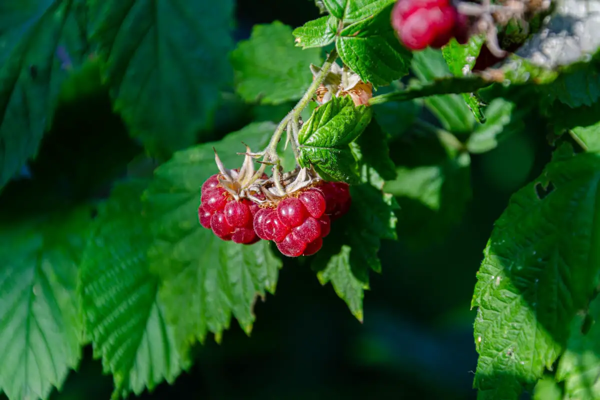 A cluster of ripe raspberries hangs from a branch.