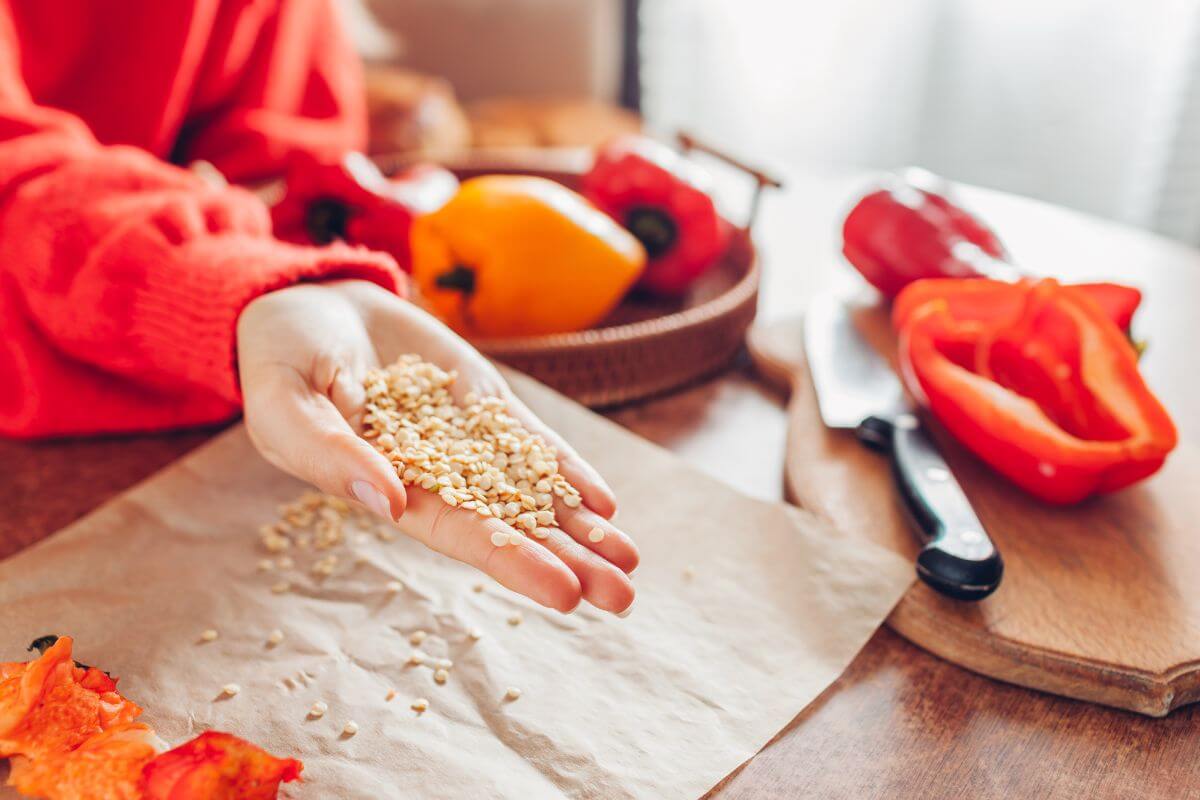 A person holding a handful of pepper seeds over a piece of parchment paper demonstrates how to save seeds from peppers. Bell peppers, both yellow and red, are scattered on a wooden surface, with a knife. 