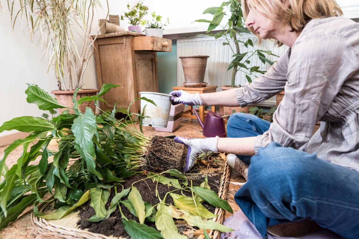 A person wearing gloves is seated on the floor indoors, repotting a large peace lily. 