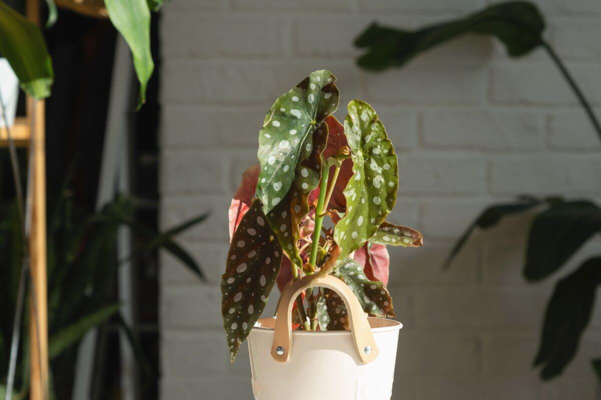 A potted Begonia maculata with green leaves adorned with white spots sits elegantly in a white pot with handles.