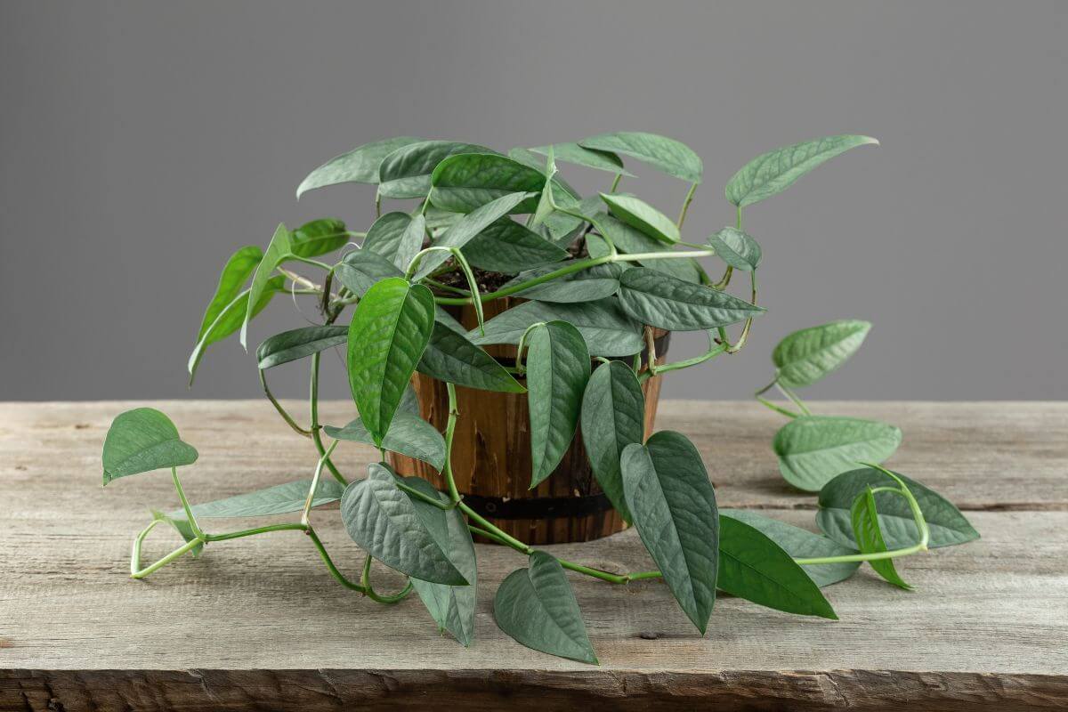 A lush green cebu blue pothos plant with heart-shaped leaves in a wooden pot sits on a rustic wooden table against a plain grey background.