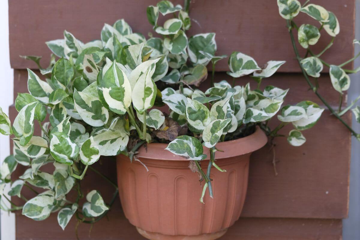 A potted NJoy Pothos with green and white variegated leaves attached to a wooden wall.