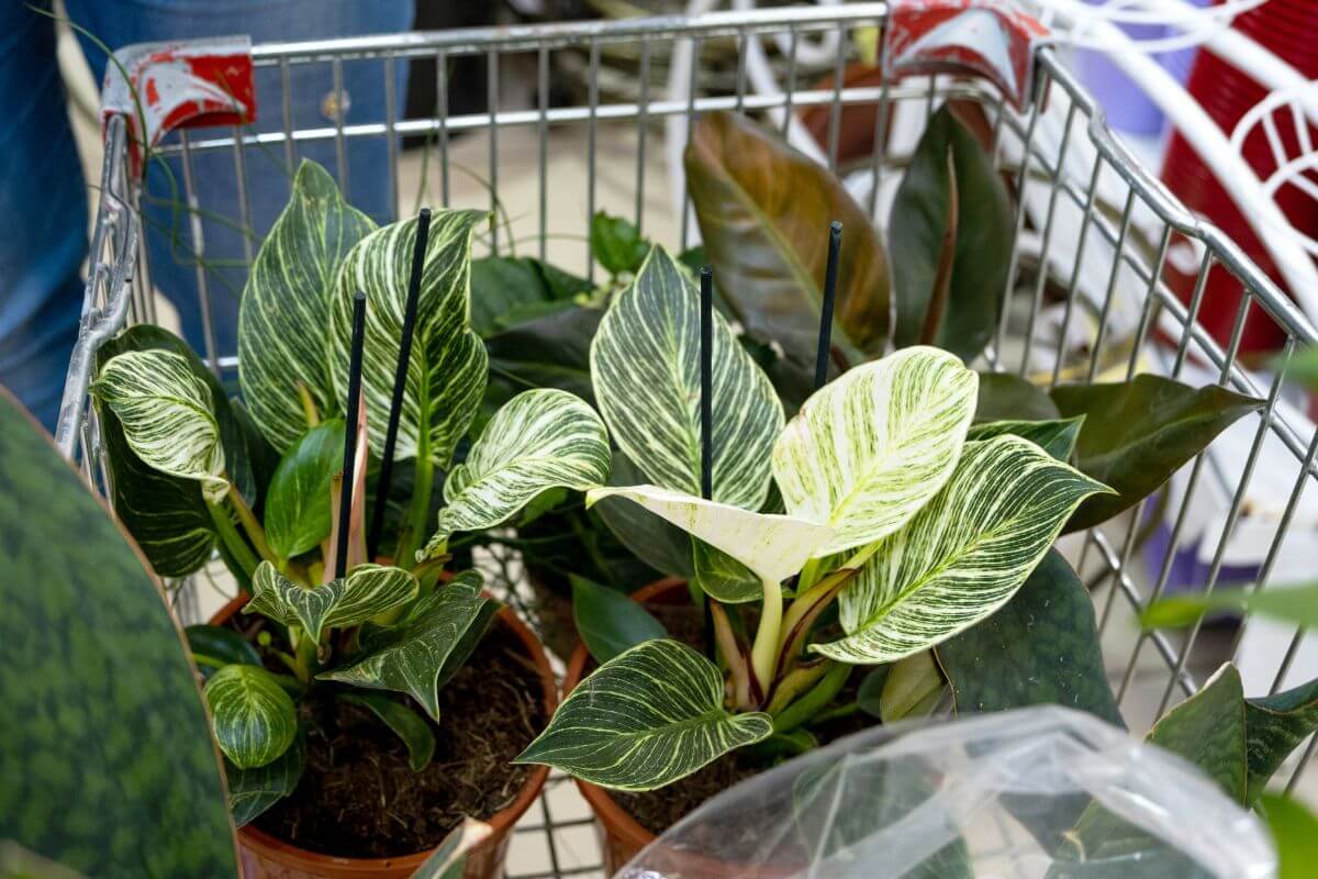 A cart filled with several potted philodendron birkin.