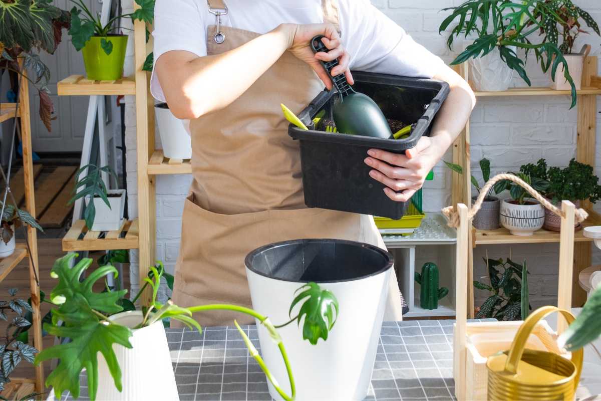 A person in a beige apron tends to an indoor Philodendron Hope Selloum, skillfully removing a green watering can from a black container on a table with potted plants. 