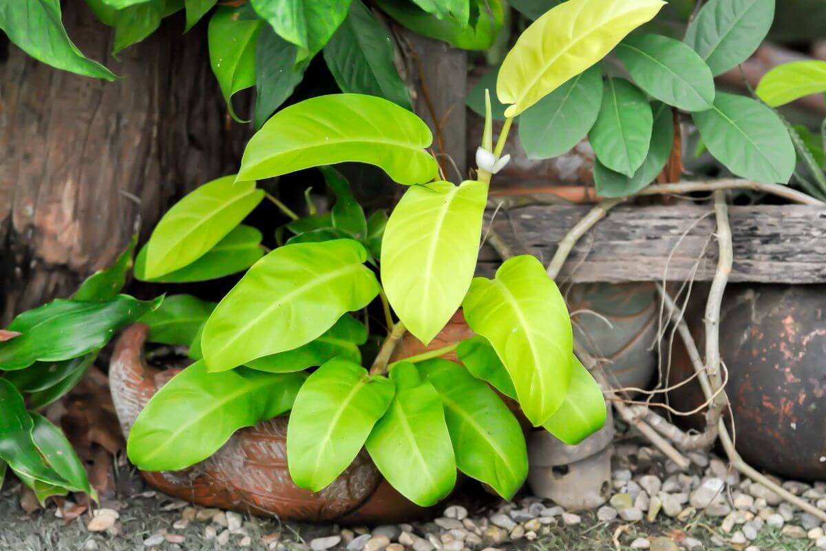 A small, vibrant green philodendron lemon-lime plant with broad leaves grows next to an older wooden structure.