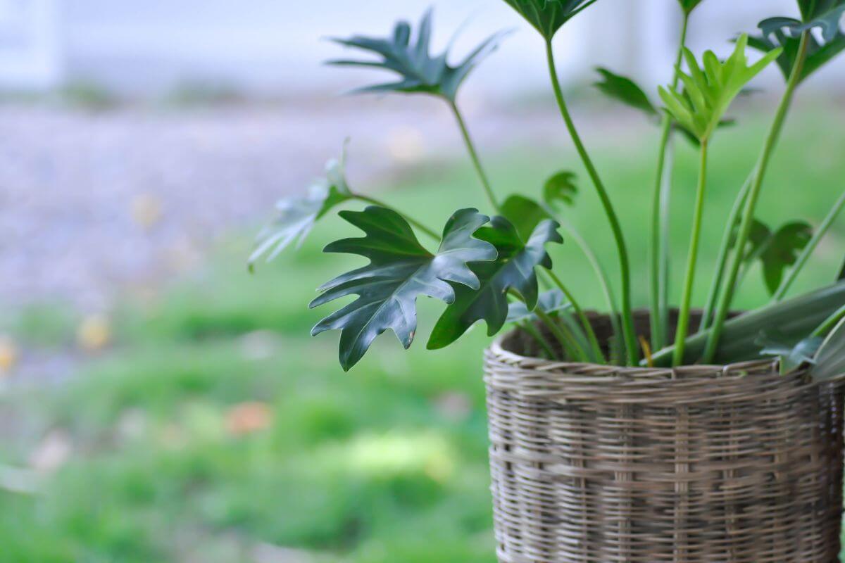 A close-up photo of a green leafy Philodendron Xanadu in a woven basket.