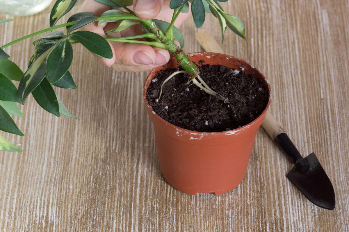 A person repotting a schefflera plant by placing its stem with visible roots into a small brown pot filled with soil.