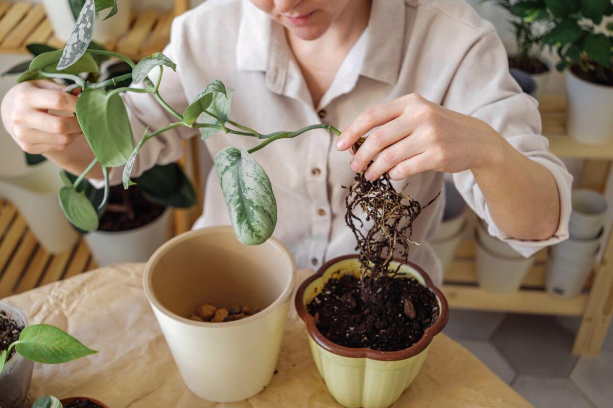 A person is carefully transplanting a green leafy silver satin pothos into a larger pot.