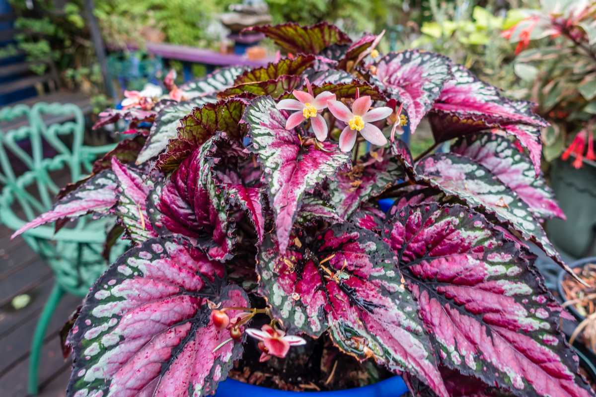 A vibrant Begonia Rex plant with large, textured leaves displaying shades of deep purple, pink, and green, adorned with small pink flowers.