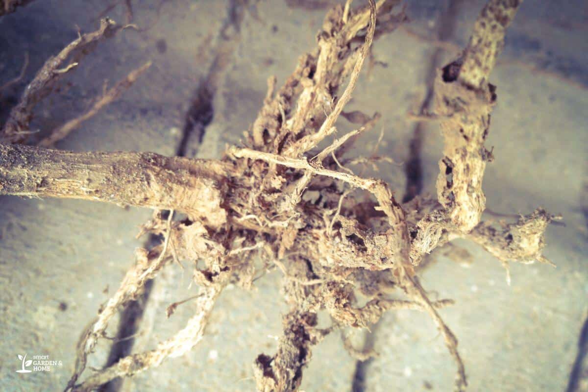 Root Rot