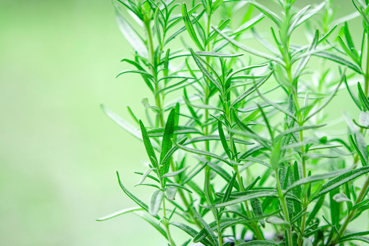 Close-up view of fresh green rosemary plant stems with narrow, needle-like leaves grown as hydroponic herbs.