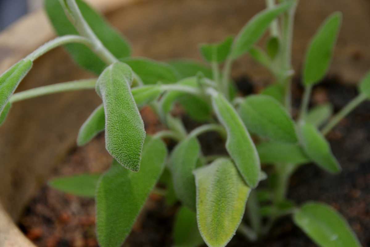 A potted sage plant. The vibrant green, oval-shaped leaves boast a slightly fuzzy texture. 