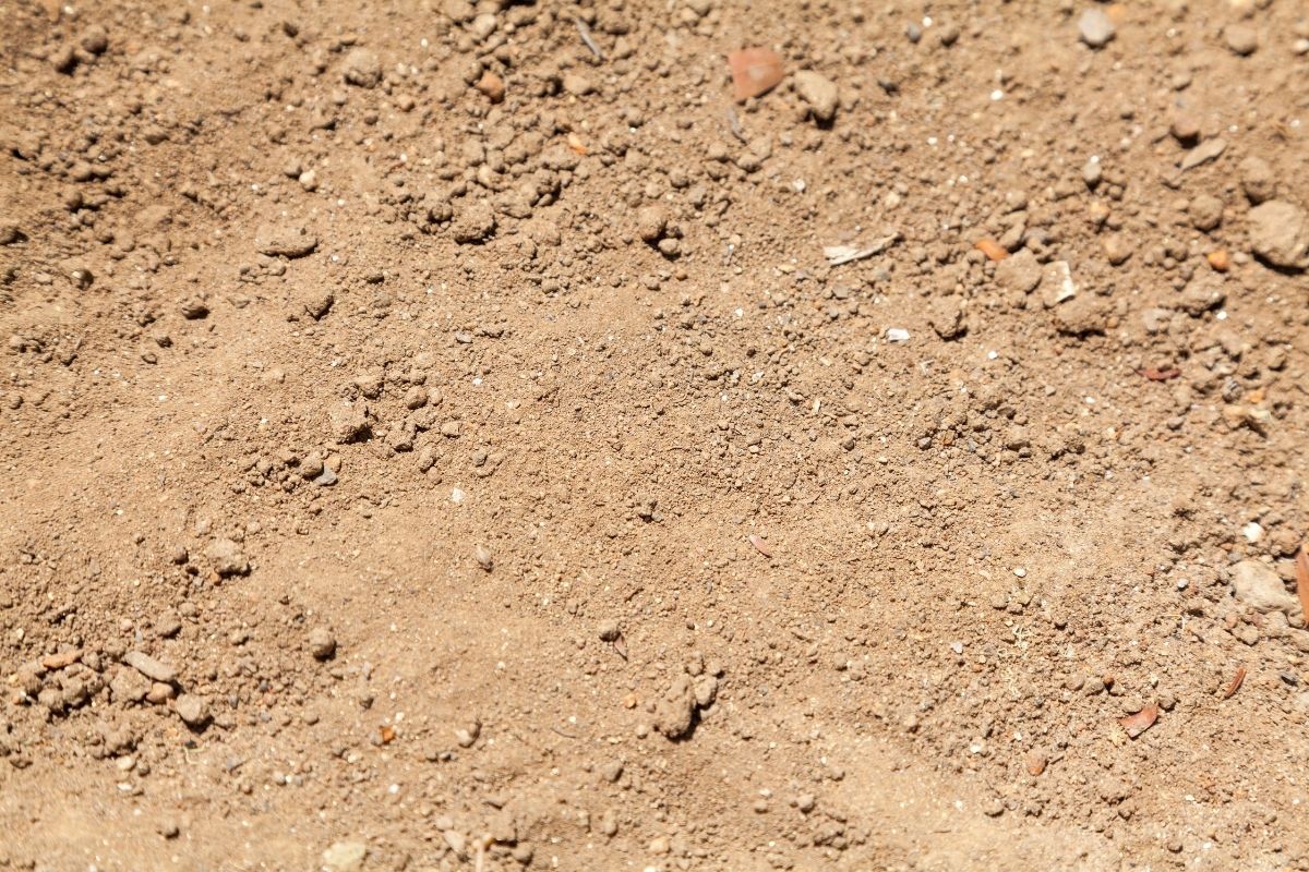 Sandy soil with a dry, light brown dirt ground with small rocks and pebbles scattered throughout.