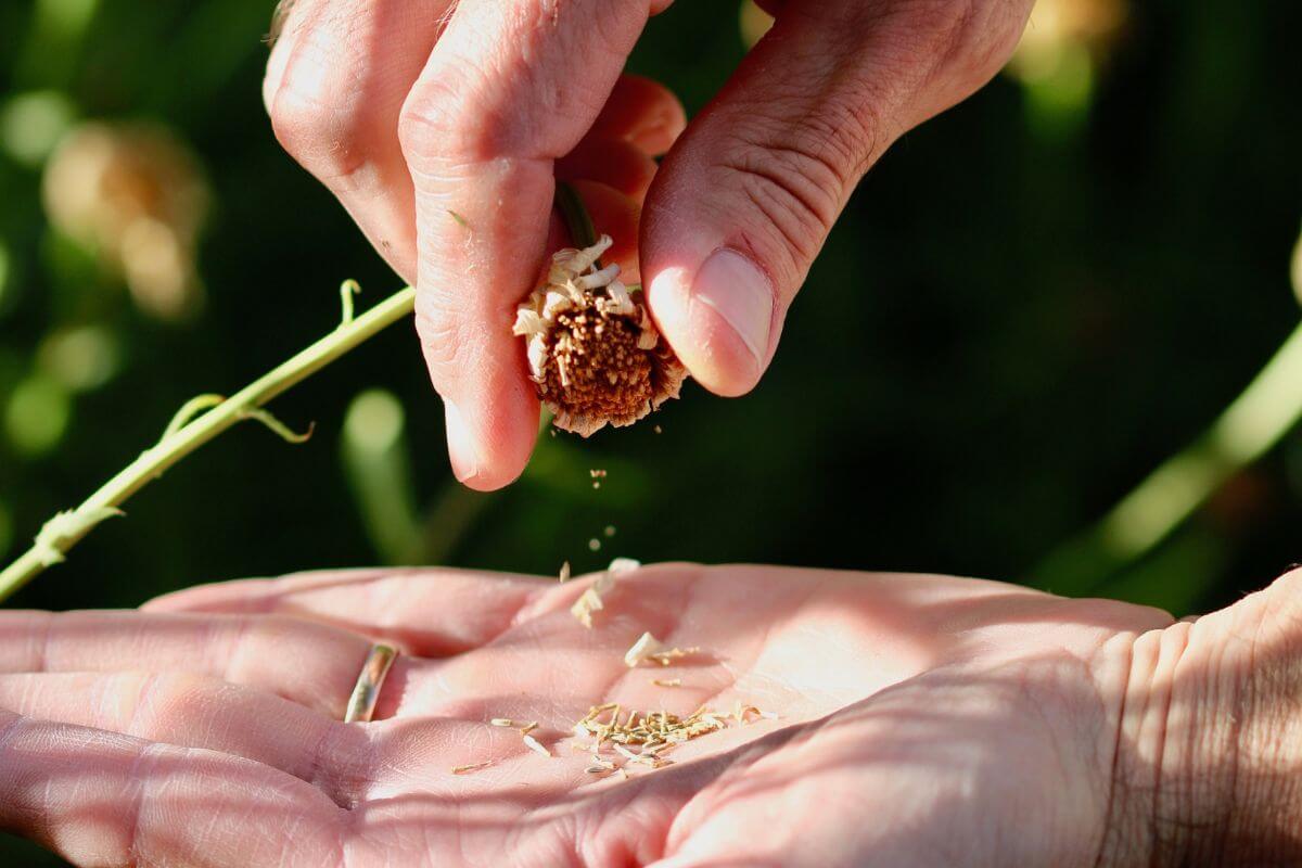 A close-up of a person’s hands harvesting organic seeds from a dried plant.