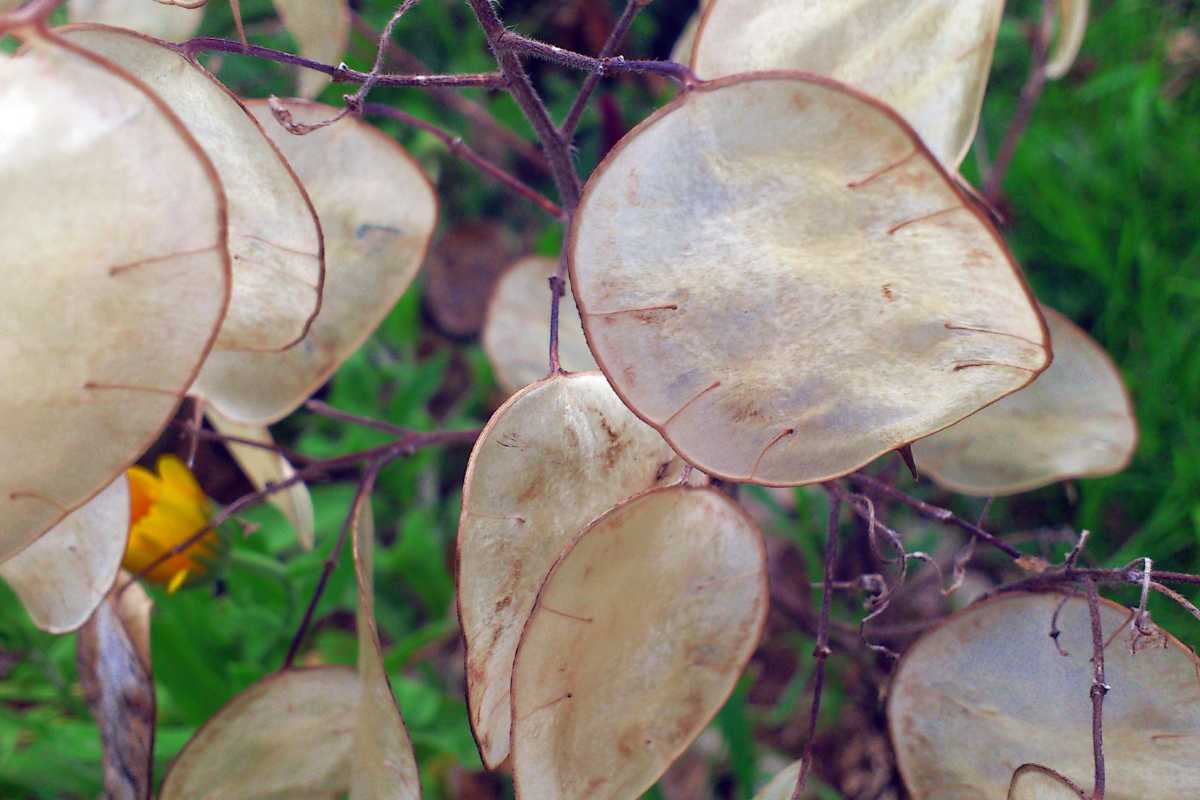 Silver Dollar plant leaves hanging from dark, thin branches. 