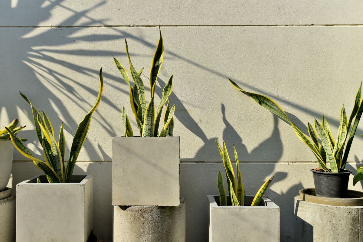 A minimalist arrangement of potted snake plants in concrete and plastic pots, placed against a light-colored wall.