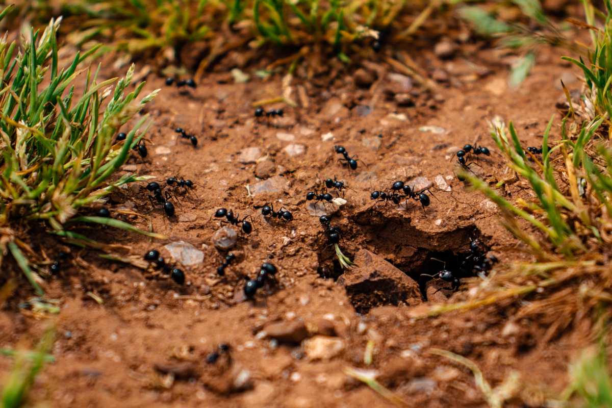 Several black ants are gathered and moving around a small hole in the brown dirt, surrounded by patches of green grass. 