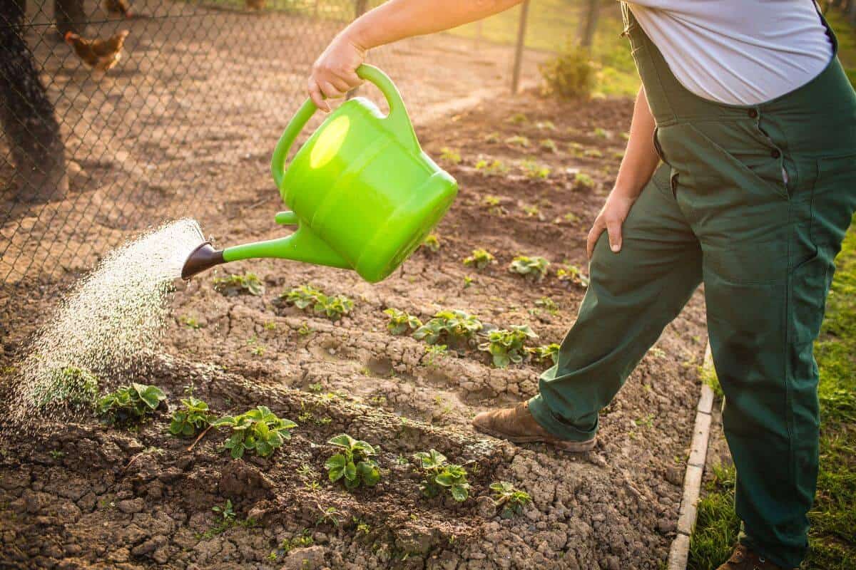 Soil-Based Gardens Require Constant Watering