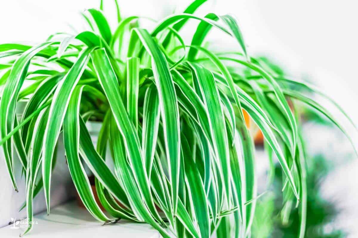 Indoor Spider Plant in a Pot