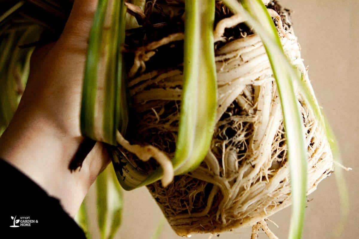 Spider Plant That Needs to Repotted