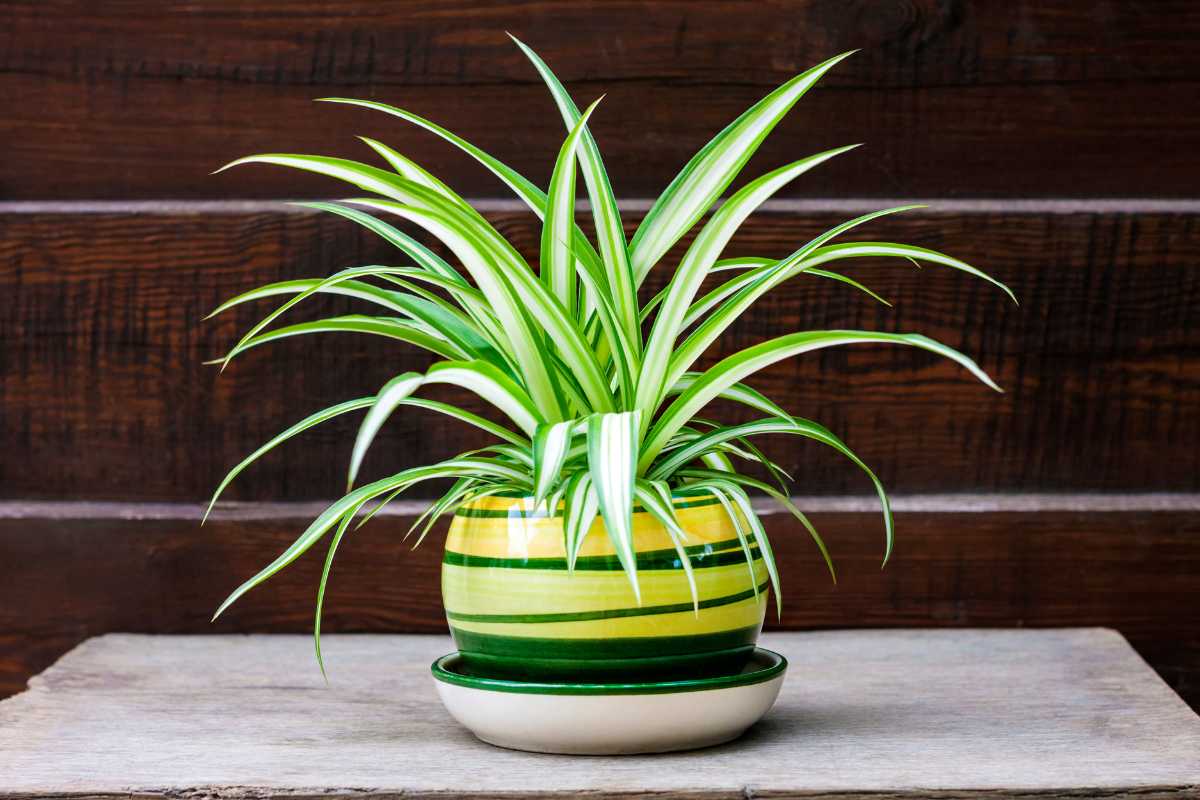 A vibrant spider plant with long, arching green and white striped leaves is placed in a decorative yellow and green striped pot. 