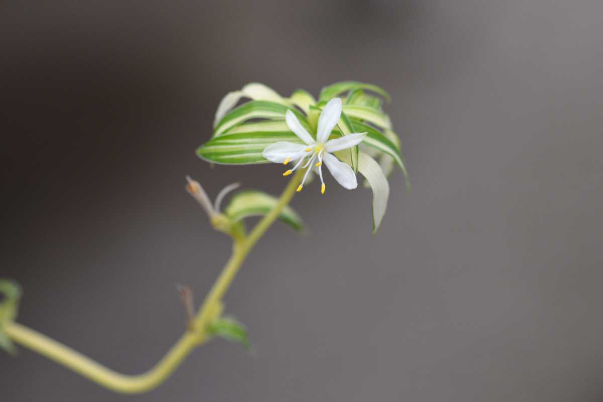 A single white spider plant flower with six petals on the end of a slender, curved stem.