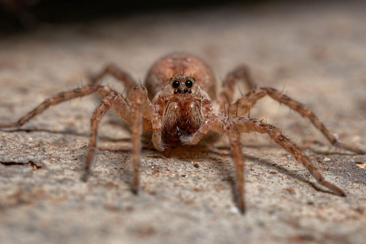 A spider with a brown, hairy body and long legs. The spider has large front eyes and is positioned on a rough, textured surface. 