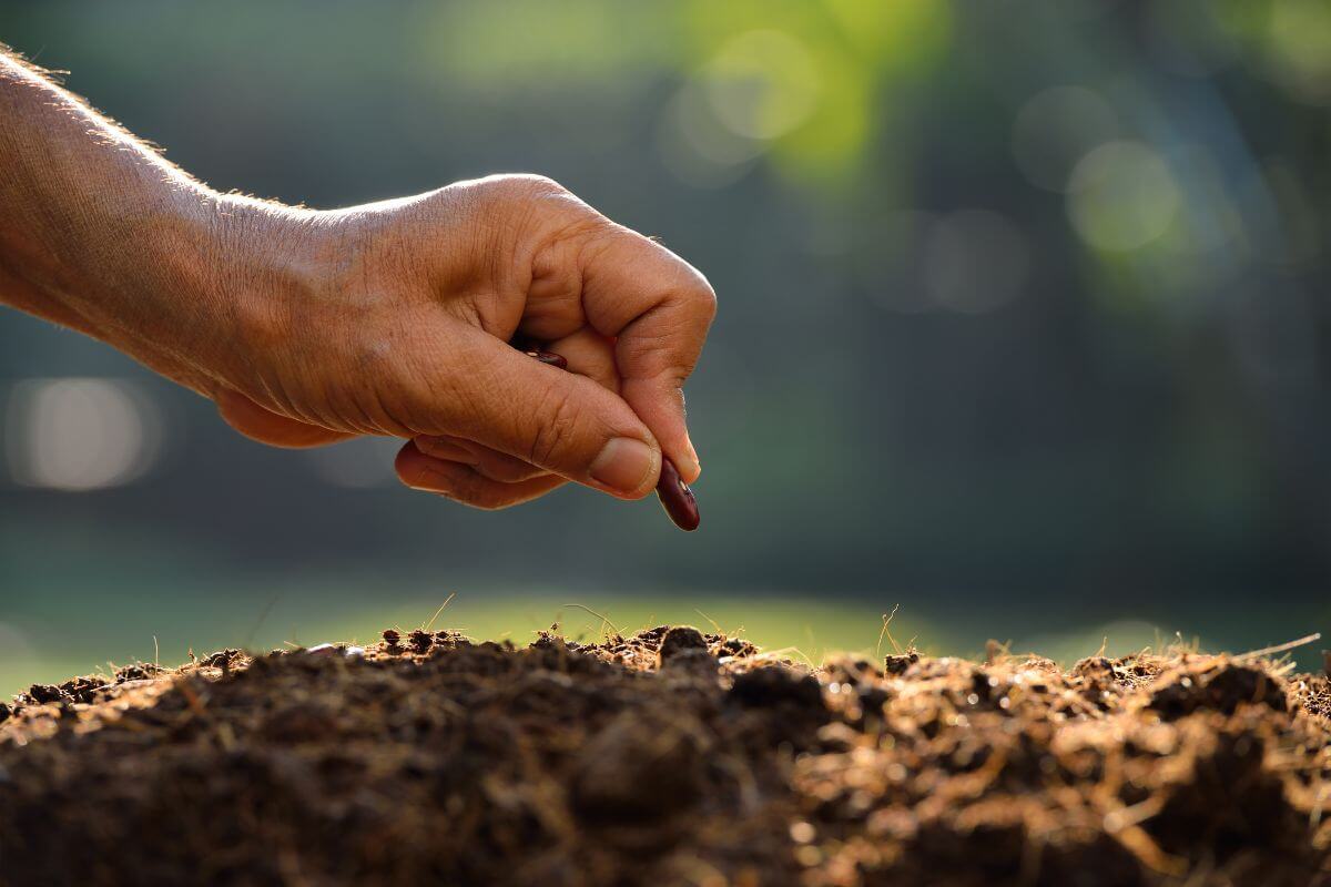 Close-up of a hand gently placing a small seed into the carefully prepared soil outdoors.