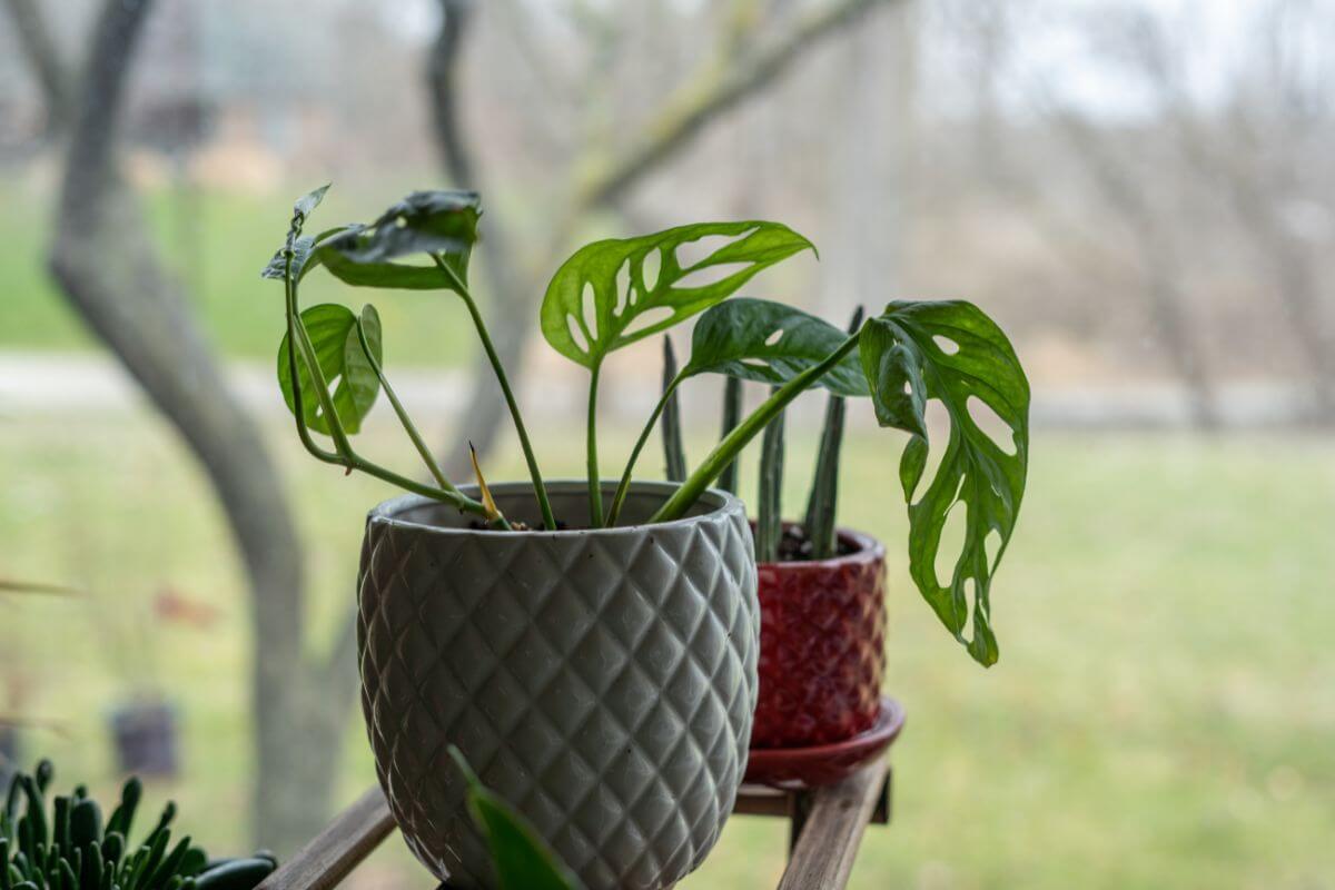 A small potted Swiss cheese plant with distinctive holes in its green leaves sits in a textured beige pot next to another plant in a red pot.