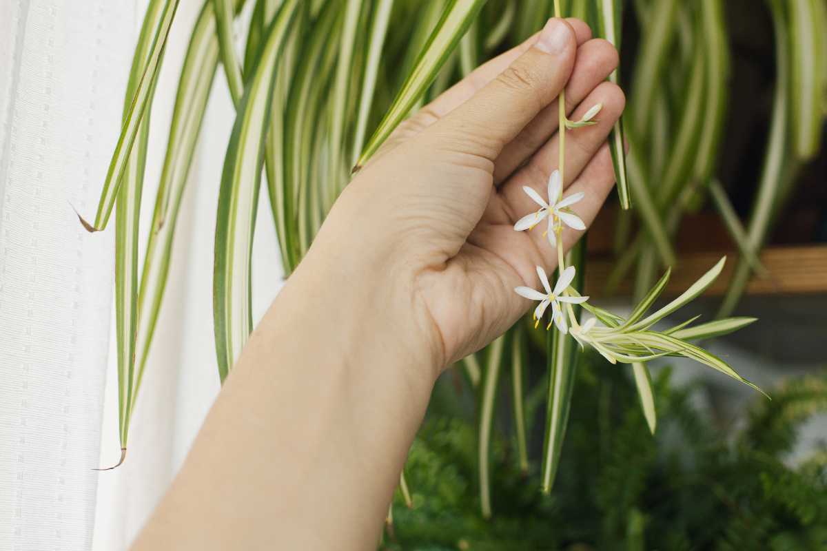 A hand gently holding a long, thin green and white leaf of a spider plant, with small white flowers blooming along the stem. 