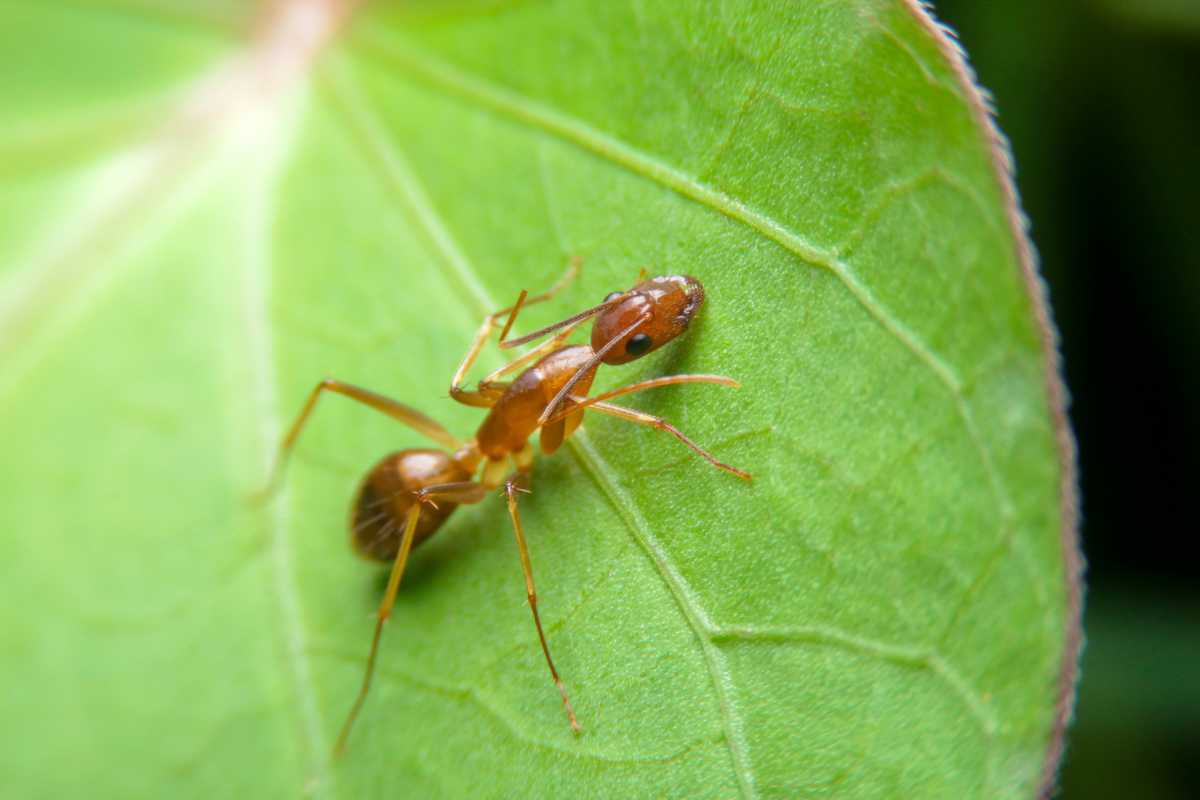 A tiny tawny crazy ant walking on a bright green leaf. 