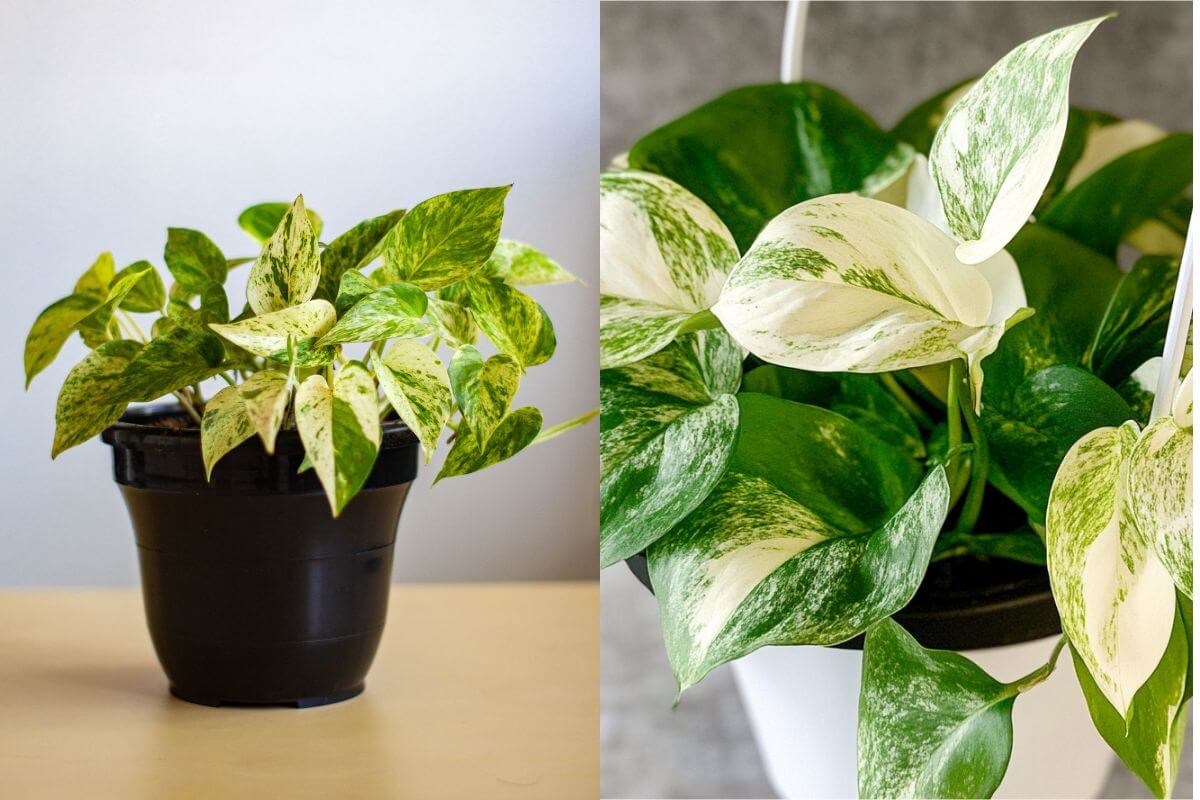 Two potted plants with variegated leaves: the left plant in a black pot, a marble queen pothos, has green and white-marbled leaves, placed on a light-colored surface; the right plant in a white hanging pot, a snow queen pothos, is positioned against a neutral backdrop.