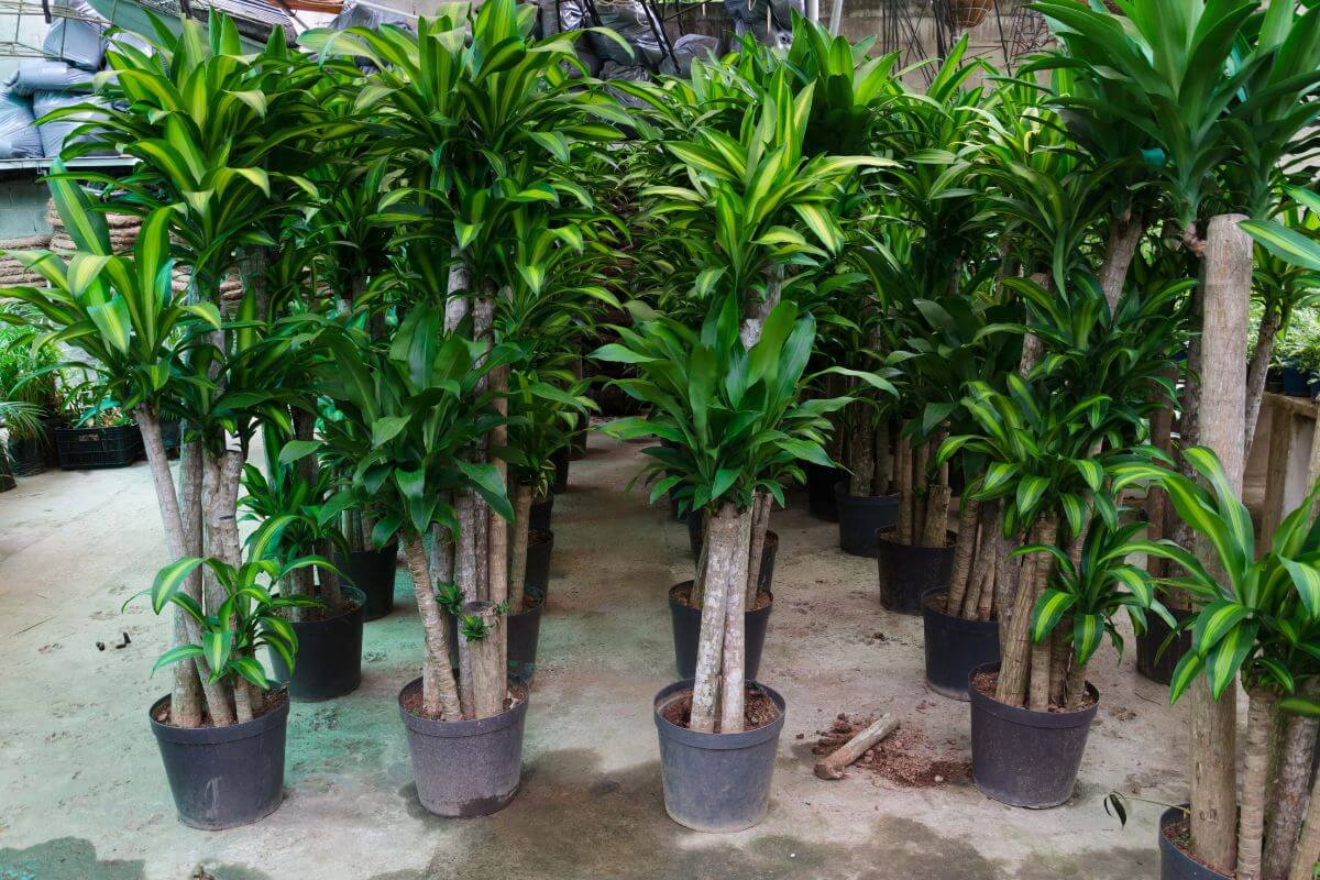 Potted dracaena plants with tall, slender trunks and lush foliage are neatly arranged in rows on a concrete surface outdoors.