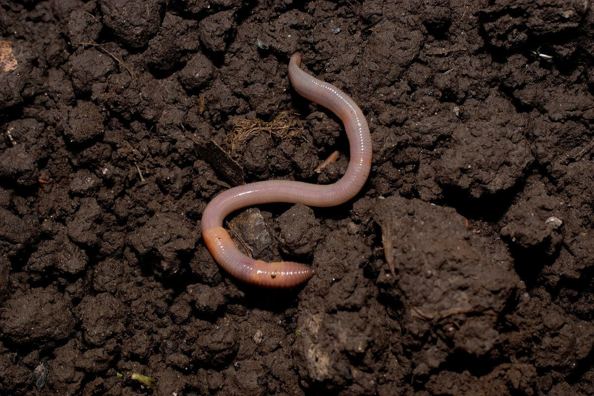 A close-up of an blue worm in dark, moist soil.