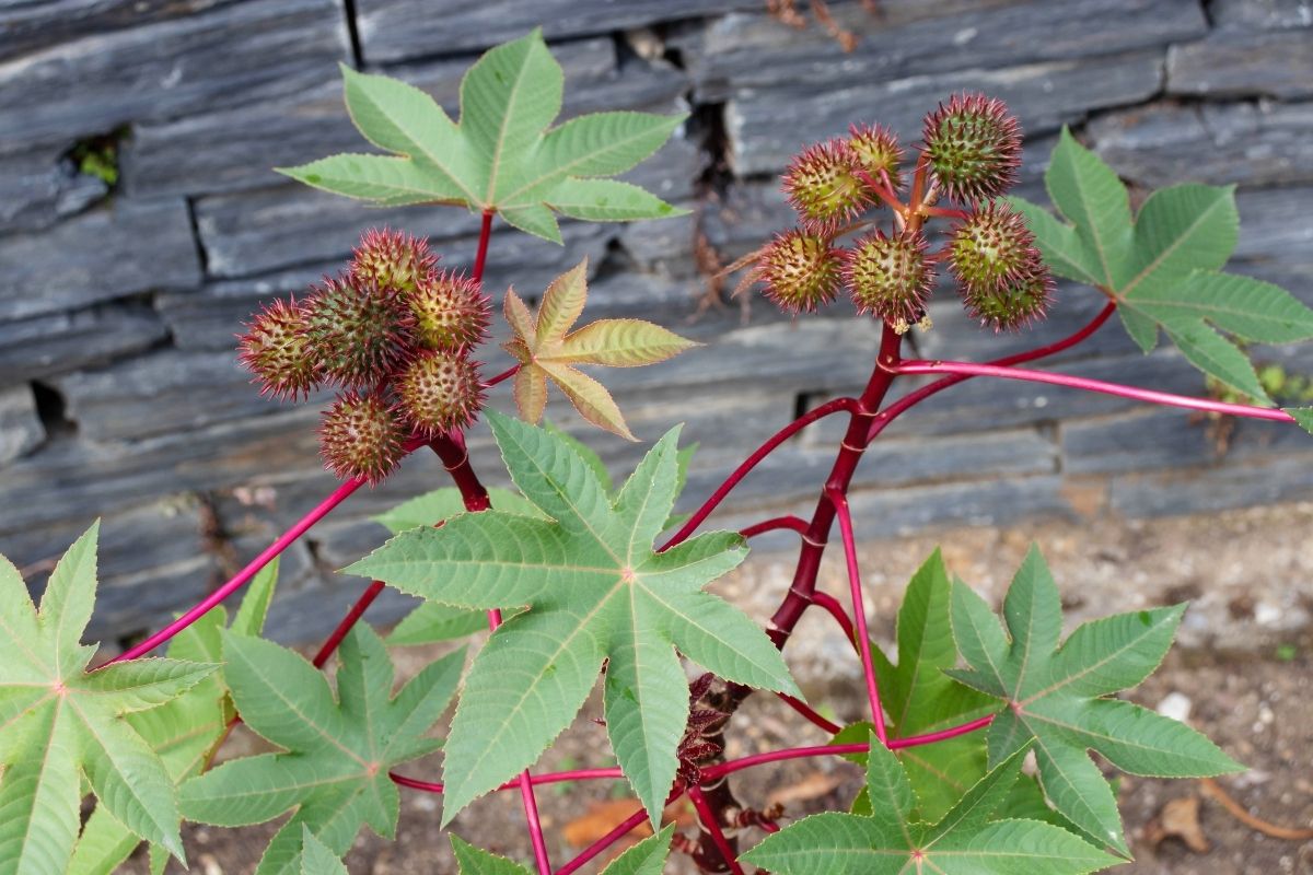 A vibrant ricinus communis plant with broad, star-shaped green leaves and clusters of spiky, round seed pods on red stems.