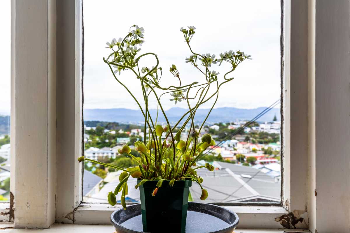 A potted plant with slender stems and small white flowers is placed on a round tray in front of a window. 