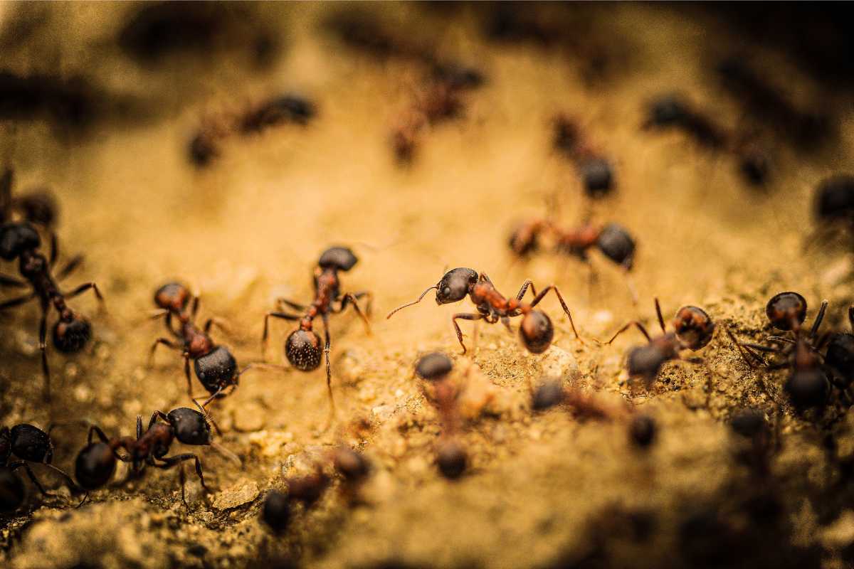 Several ants in garden on a sandy soil surface. 