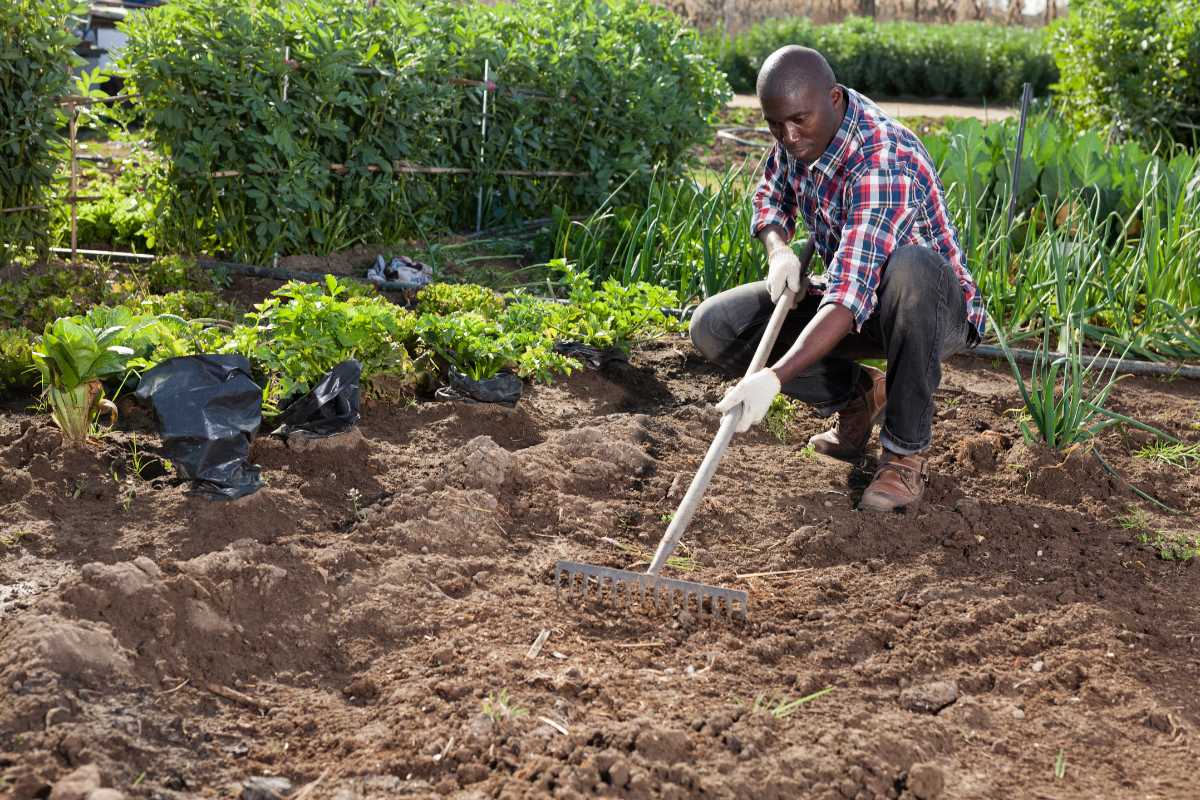 A person wearing a checked shirt, jeans, and gloves is working in a garden, using a rake to till the soil. 