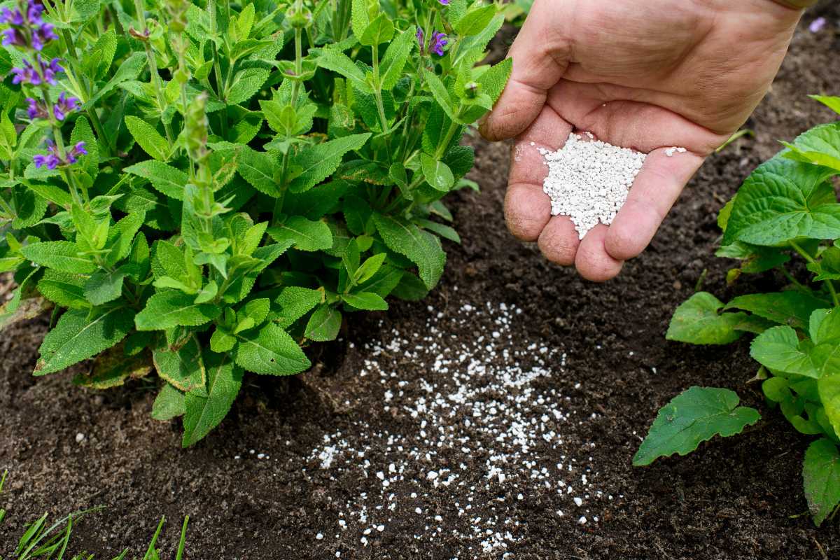 A hand is shown sprinkling granular fertilizers for a vegetable garden onto the soil around lush green plants. 