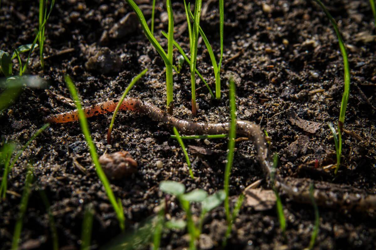 Close-up image of a small worm crawling through dark organic soil with emerging green shoots and sprouting plants.